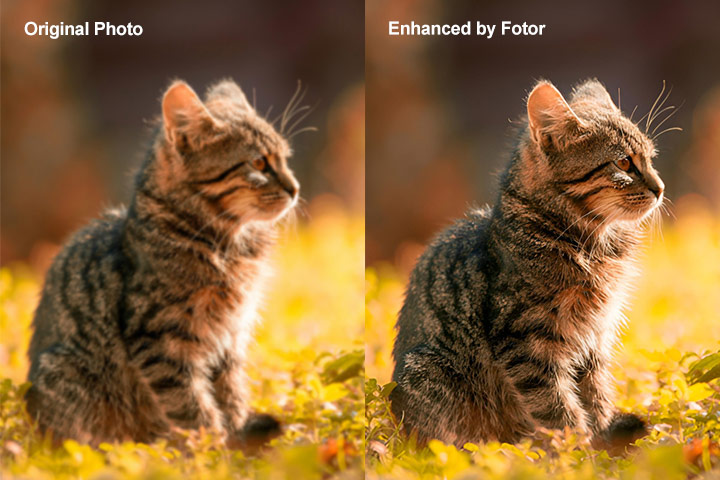 Fotor Test 1