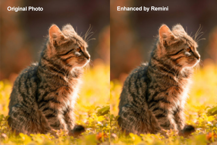 Remini Test 1