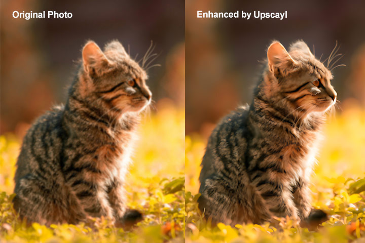Upscayl Test 1