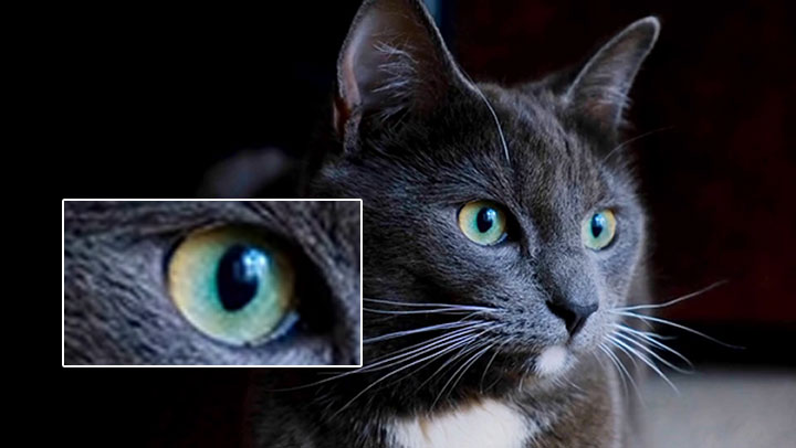 Original Video Frame