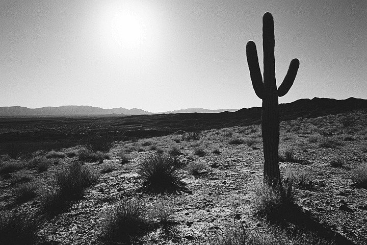 Black and White Film Photography