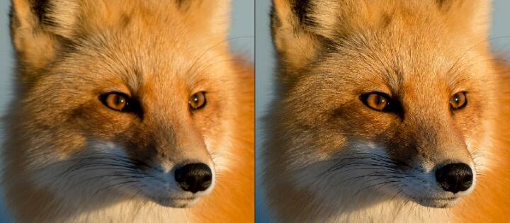 Topaz Sharpen AI Wildlife Model